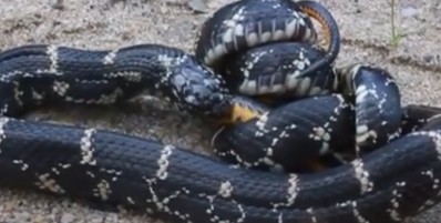 Clarksville snake